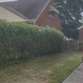 Bush Trimming by Tony's lawn services/Plowing reviewed on October 22, 2022