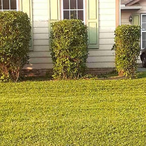 Bush Trimming by Game Over Lawn Service reviewed on June 19, 2022