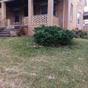 Bush Trimming by Jamie's Landscaping reviewed on December 12, 2021