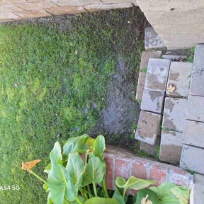 Lawn Seeding by Integrity Lawn Care LLC reviewed on June 10, 2022