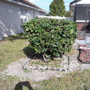 Bush Trimming by S&M land maintenance reviewed on May 23, 2022