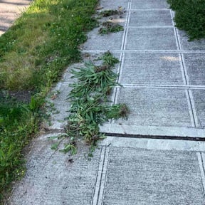 Weeding by Cutters Row reviewed on May 20, 2023