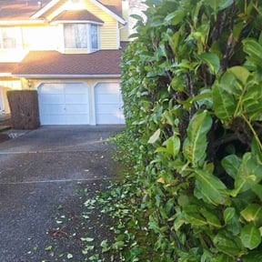 Bush Trimming by Demetrieus Bennett reviewed on June 21, 2022