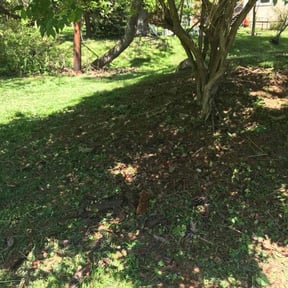 Leaf Removal by LD Brown Landscaping And Pressure Washing reviewed on July 29, 2022