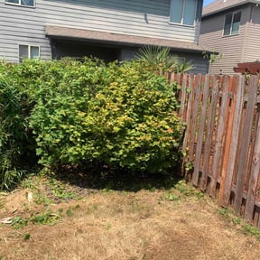 Bush Trimming by Cutting up Lawn and Tree Care reviewed on April 14, 2022