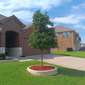 Bush Trimming by Tejanos lawn&amp;Landscape reviewed on July 26, 2025