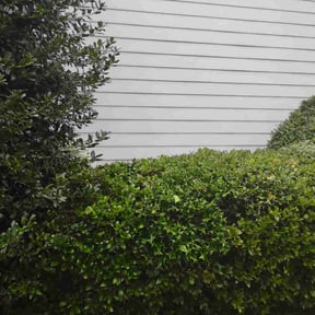 Bush Trimming by Electric Cut Lawn Care reviewed on December 23, 2024
