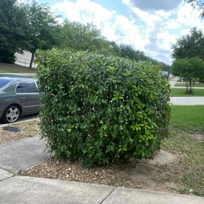 Bush Trimming by JM Restoration Inc reviewed on June 22, 2022