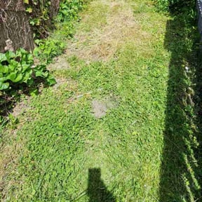 Bush Trimming by Extra Hands reviewed on June 28, 2019