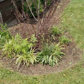 Flower Bed Weeding by Greenblade Mowing reviewed on November 6, 2024