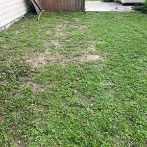 Bush Trimming by Them Joneses reviewed on December 18, 2024