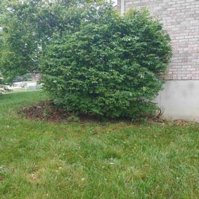 Bush Trimming by Keepn It Green reviewed on June 20, 2022