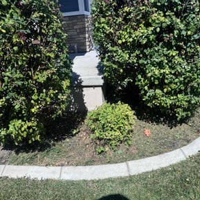 Bush Trimming by Matt’s lawn care reviewed on August 9, 2022