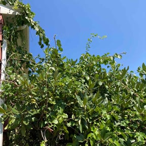 Bush Trimming by Chuyin's Lawn Care LLC reviewed on July 22, 2022