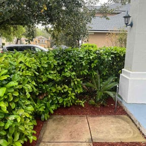 Bush Trimming by Big Daddy’s Lawn Care reviewed on April 11, 2022