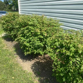 Bush Trimming by Alliance Landscaping INC reviewed on May 29, 2022