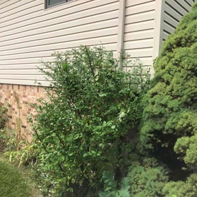 Bush Trimming by Contreras Outdoors reviewed on June 10, 2022
