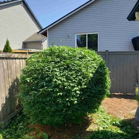 Bush Trimming by Fresh Cut Lawn Care & Property Services, LLC reviewed on July 31, 2022