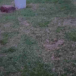 Flower Bed Weeding by A&amp;R Property Preservation reviewed on August 11, 2025