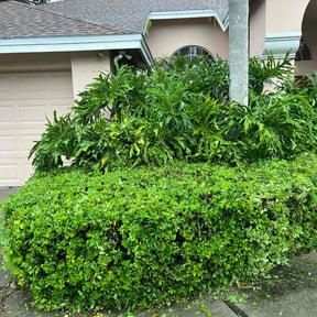 Bush Trimming by Lawn Pro reviewed on June 22, 2022
