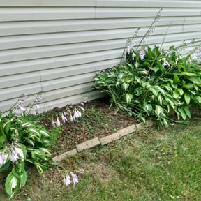 Flower Bed Weeding by Whites property maintenance reviewed on May 17, 2022