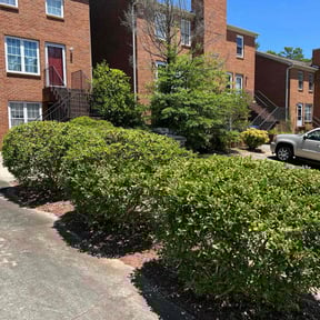 Bush Trimming by Greene enterprise reviewed on March 18, 2025