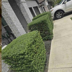 Bush Trimming by Cracks n Corners lawn services reviewed on July 14, 2022