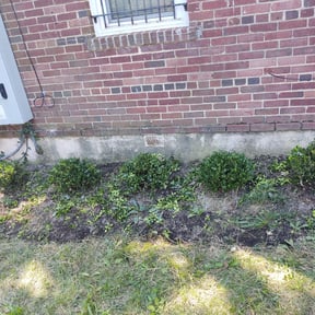 Bush Trimming by Jose Landscaping. reviewed on June 19, 2025