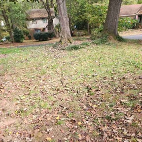 Cleanups by Green T's Lawn &amp; Landscape reviewed on May 9, 2025