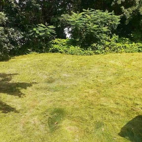 Cleanups by Dallas Enterprise LLC Lawn Care Services reviewed on November 19, 2021