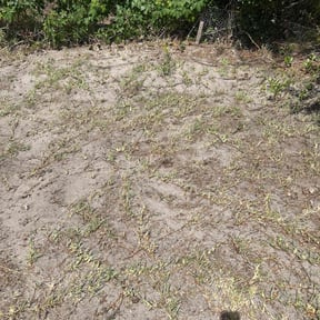 Leaf Removal by All Mowing Services reviewed on May 19, 2022