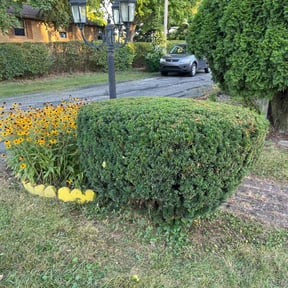 Bush Trimming by Stephens Lawn Care reviewed on June 23, 2022