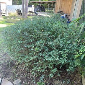 Bush Trimming by Summerall lawn service reviewed on June 24, 2022