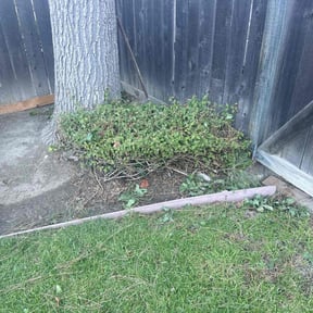 Bush Trimming by Miners Landscape reviewed on April 28, 2020