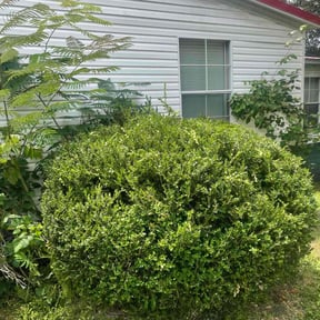 Bush Trimming by Drumgo Landscaping reviewed on May 22, 2025