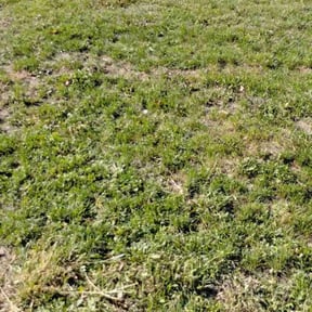 Cleanups by Ralph & sons property maintenance reviewed on April 21, 2022