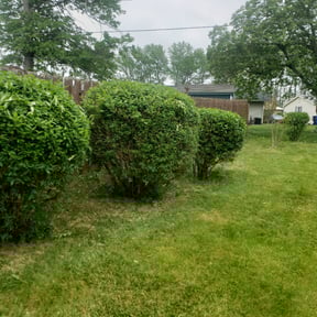 Bush Trimming by LAWN CARE AND DELIVERY SERVICES LLC reviewed on July 11, 2022