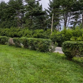 Bush Trimming by GRL Landscaping reviewed on April 19, 2022