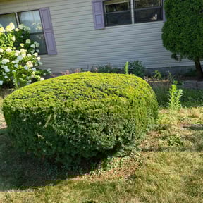 Bush Trimming by Stephens Lawn Care reviewed on June 15, 2022