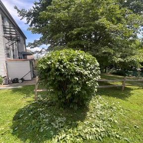 Bush Trimming by Brooms lawn are llc reviewed on July 24, 2022