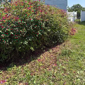 Bush Trimming by J&S Outdoor Maintenance LLC reviewed on November 18, 2022