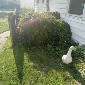 Bush Trimming by Total Landscaping reviewed on June 3, 2022