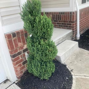 Bush Trimming by JA Performance Outdoor Services reviewed on June 23, 2022