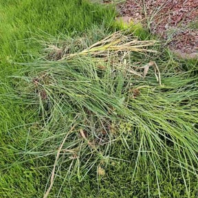 Flower Bed Weeding by Lawn care reviewed on June 1, 2022