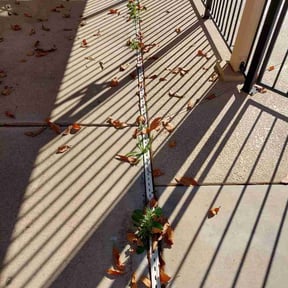 Flower Bed Weeding by Father and son handyman reviewed on September 29, 2020