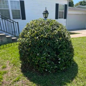 Bush Trimming by Chuyin's Lawn Care LLC reviewed on March 29, 2022