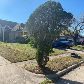 Bush Trimming by HTx Landscaping Services reviewed on April 15, 2022