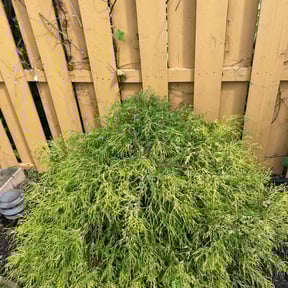 Bush Trimming by TFR Landscaping reviewed on May 19, 2022