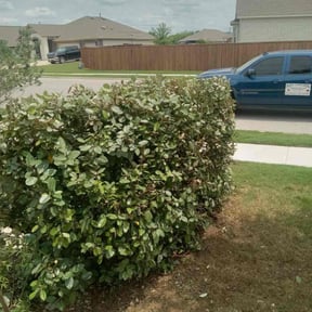 Bush Trimming by X&G Lawn Care Services and More reviewed on May 14, 2022