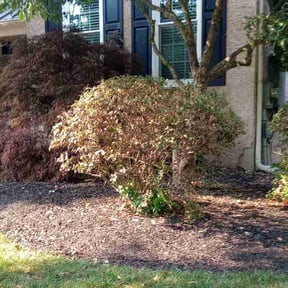 Bush Trimming by A&T Property Management reviewed on June 4, 2022